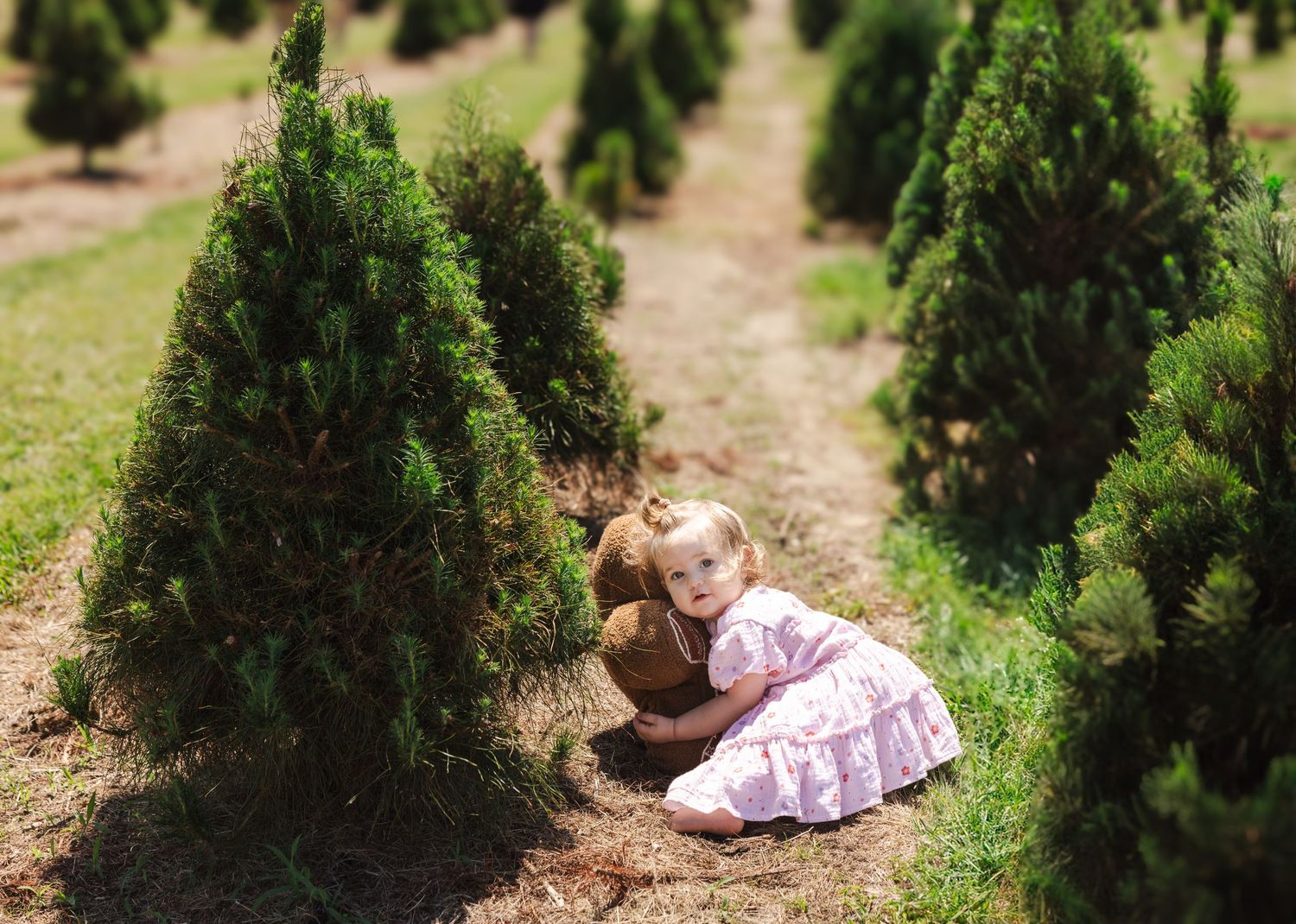 A series of images showing someone in a pink dress lying down between rows of small evergreen trees in a field.