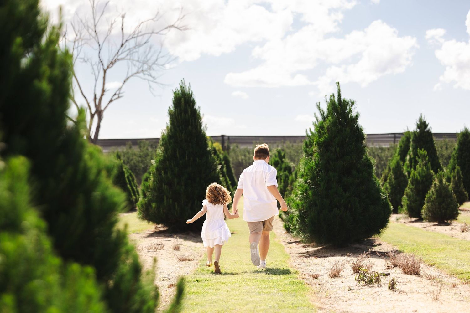 A sequence of photos showing someone walking through a Christmas tree farm while choosing a tree to purchase.