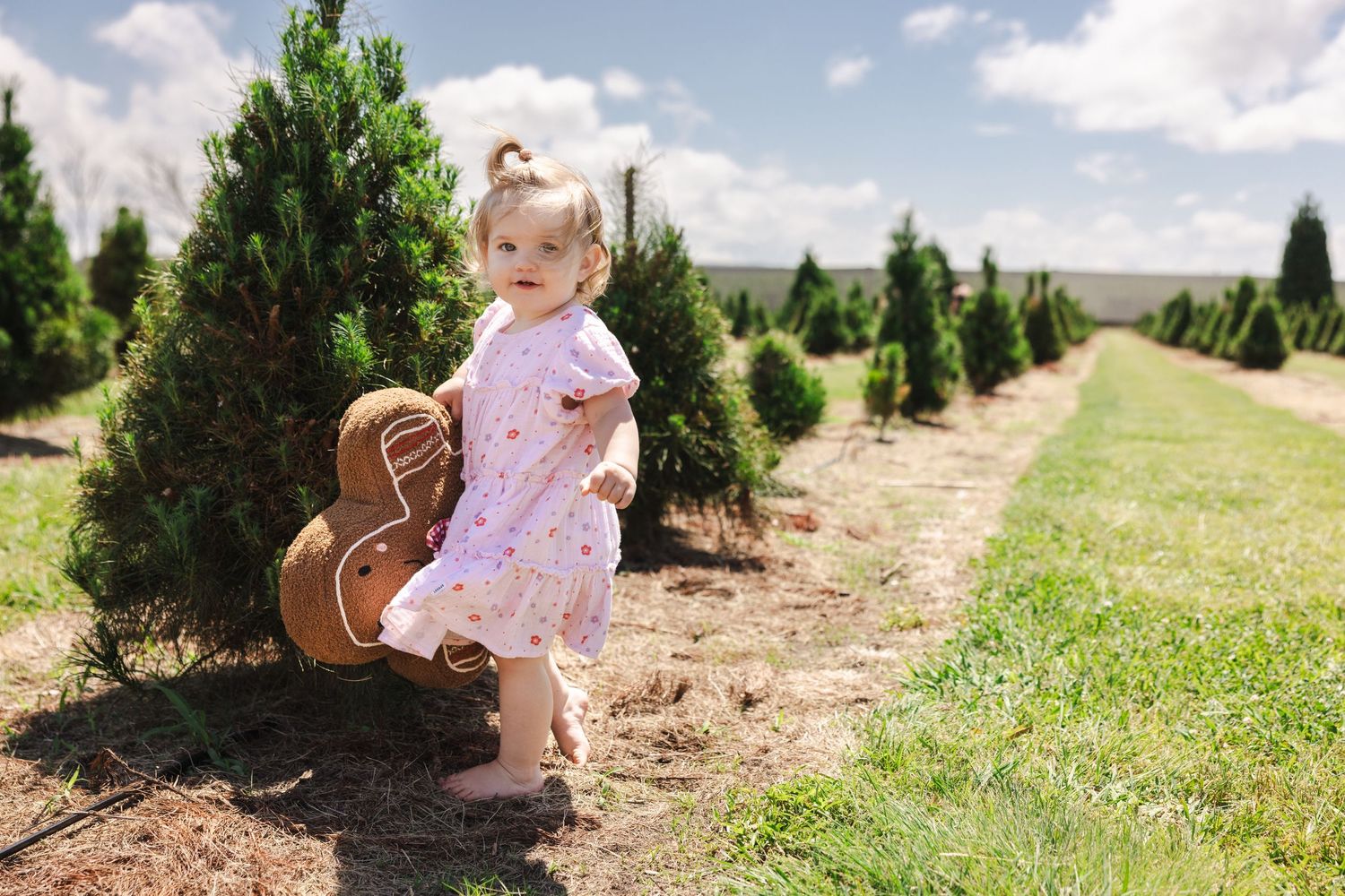 A series of photos showing a child exploring a Christmas tree farm on a sunny day.