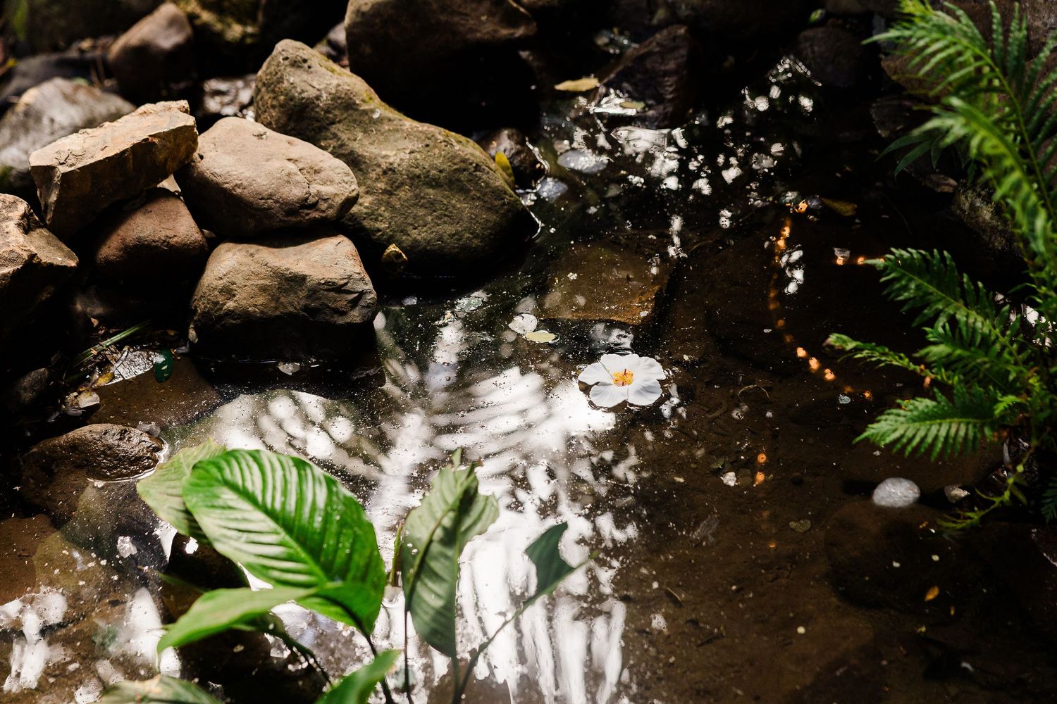 A serene garden pond with a white flower floating on water, surrounded by lush ferns and mossy rocks.