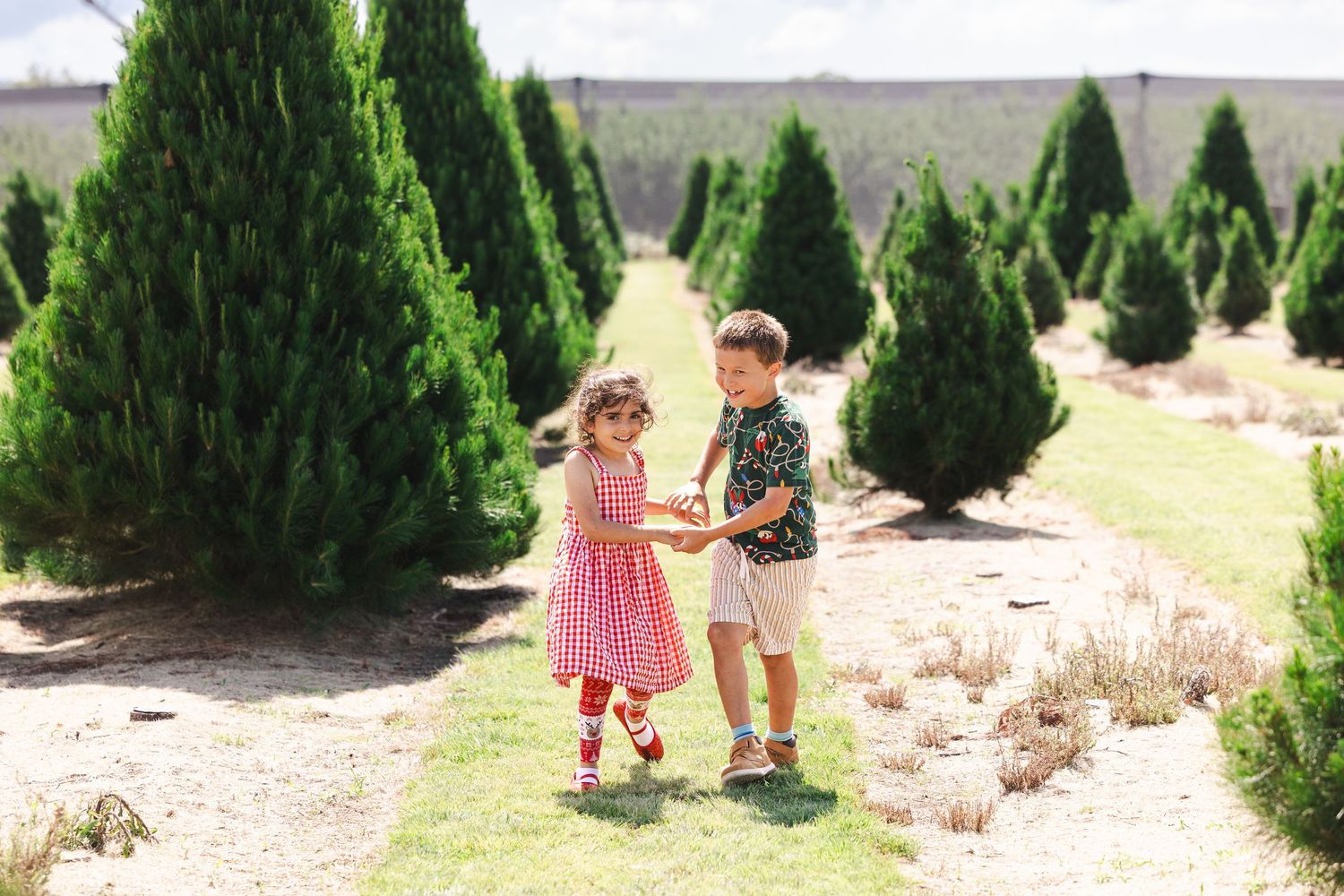 Children exploring a Christmas tree farm with rows of evergreen trees stretching into the distance on a sunny day.