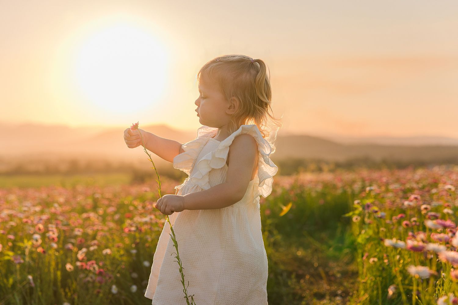Toddler in a white dress holding a flower stem in a blooming wildflower field at golden hour sunset with hills in the background.