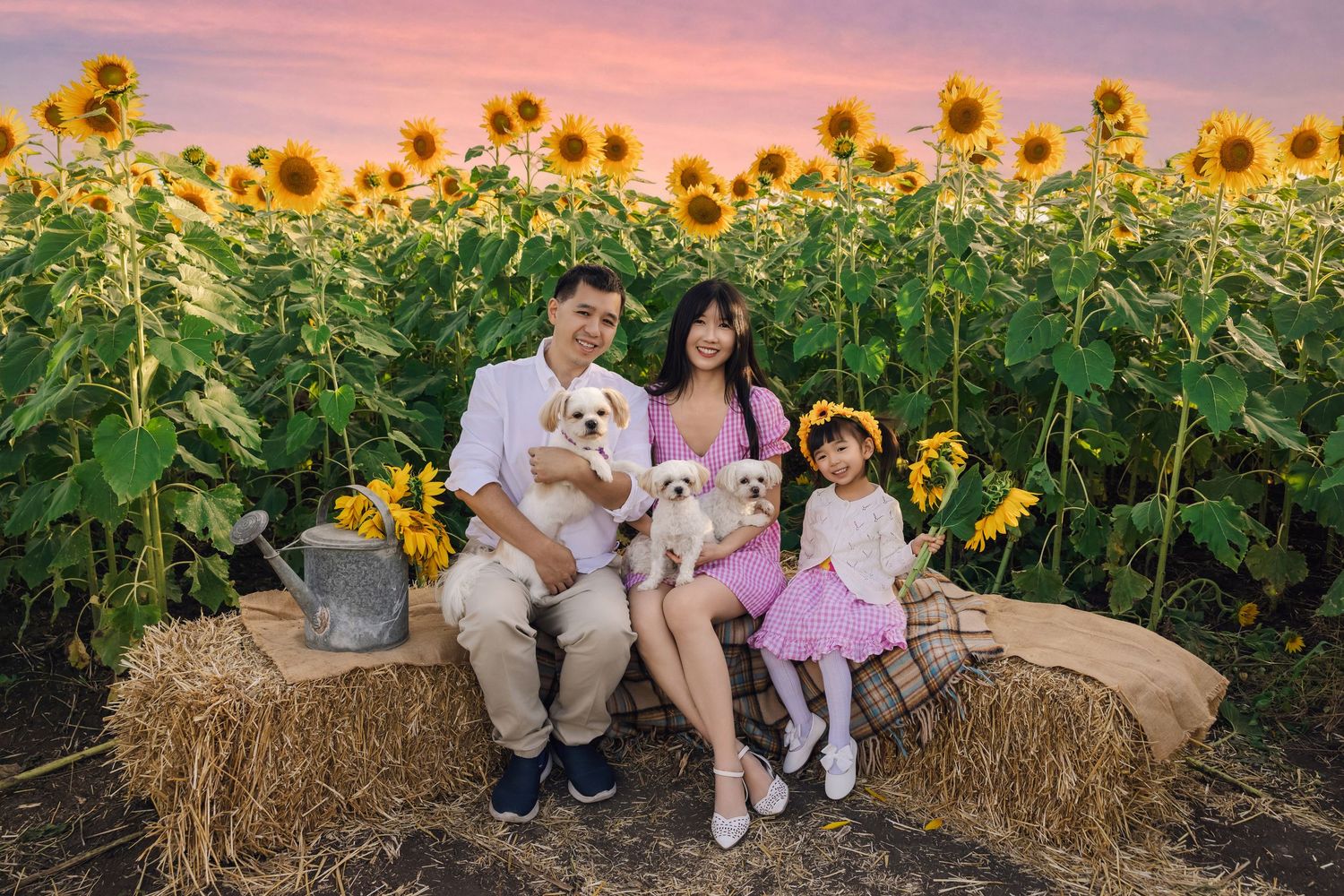 Family with two white dogs sitting on hay bales at sunset in a sunflower field, young girl in pink dress smiling.