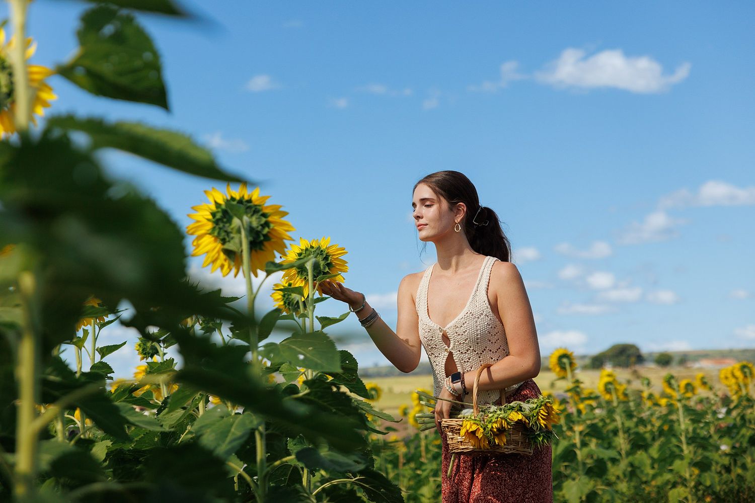 Someone in a burgundy skirt gathers sunflowers in a vibrant field on a sunny summer day with blue skies.