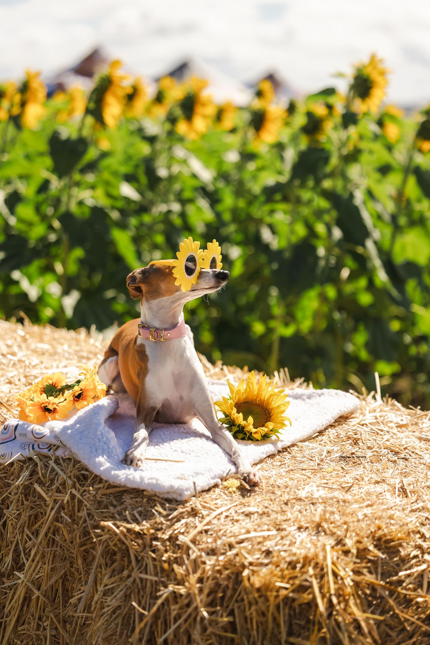 Chihuahua wearing sunflower sunglasses sits on a hay bale surrounded by sunflowers in a bright sunflower field.