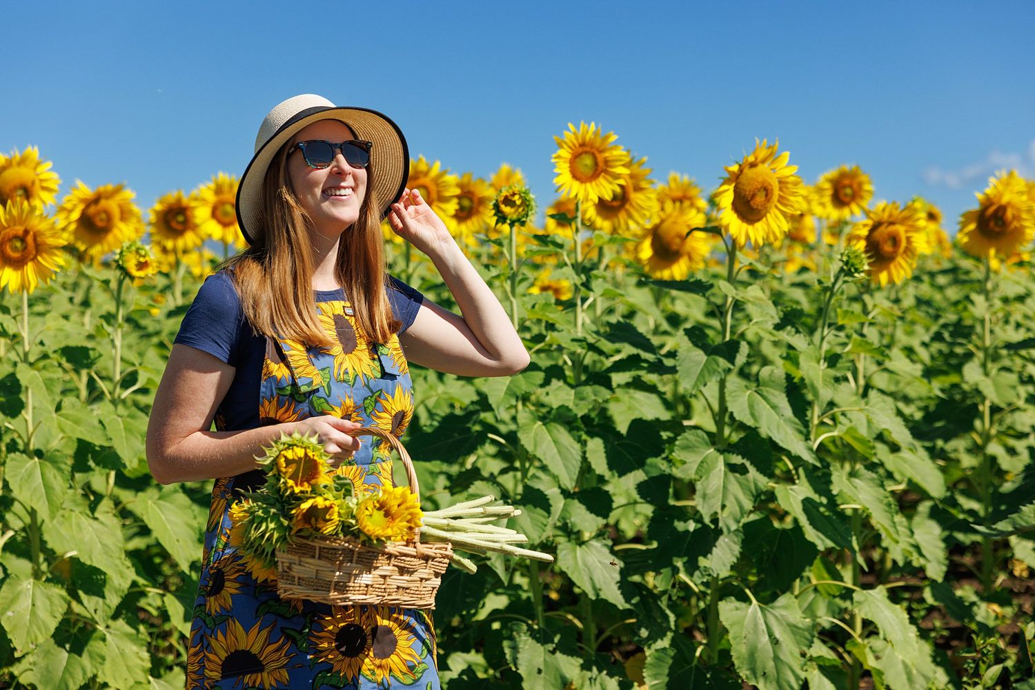 Sunflowers bloom in a field while a joyful person in a summer hat and dress gathers fresh blooms on a sunny day.