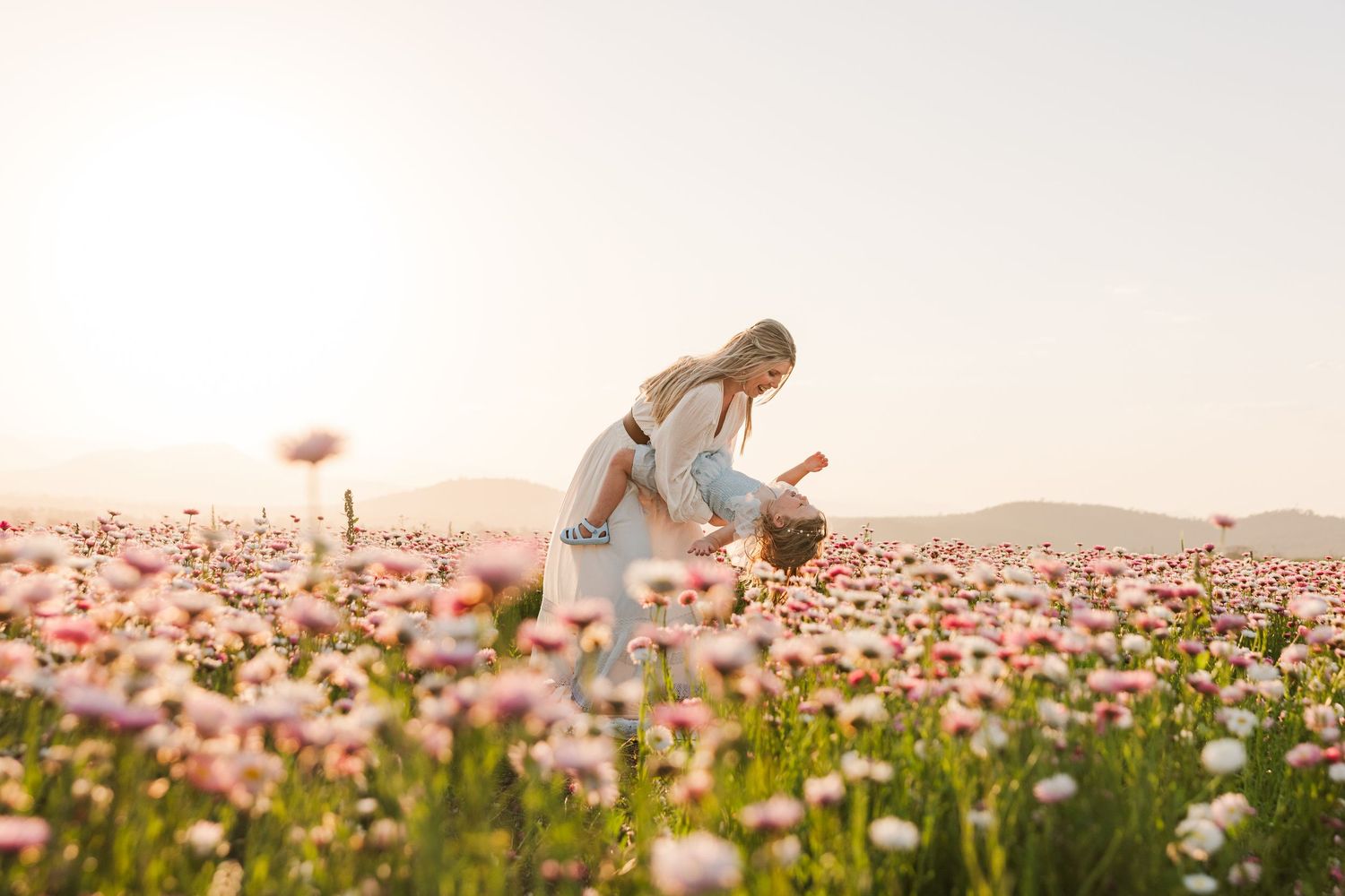 Someone walks through a vibrant pink cosmos flower field at sunset creating a dreamy summer landscape.