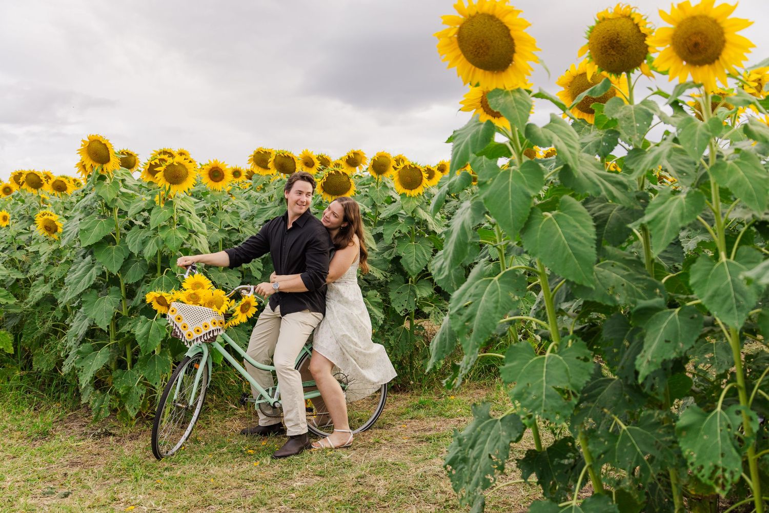 Couple laughing together with a white bicycle in a vibrant sunflower field on a cloudy day.
