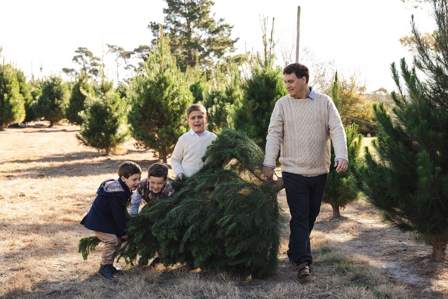 A series of photos showing people selecting and cutting down a Christmas tree at a tree farm during the holiday season.