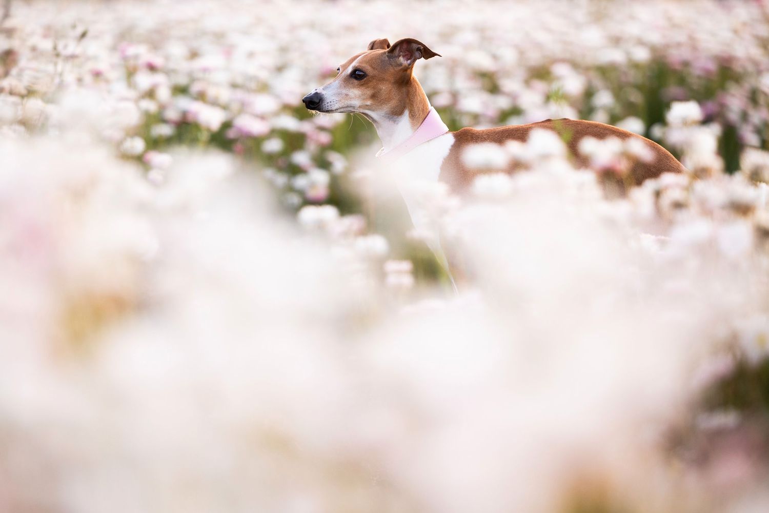A white and brown greyhound dog stands gracefully among soft pink and white wildflowers in a dreamy field.