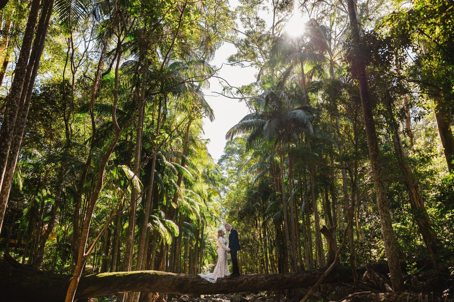 Sunlight streams through tall trees in a lush green forest creating a serene panoramic nature scene.