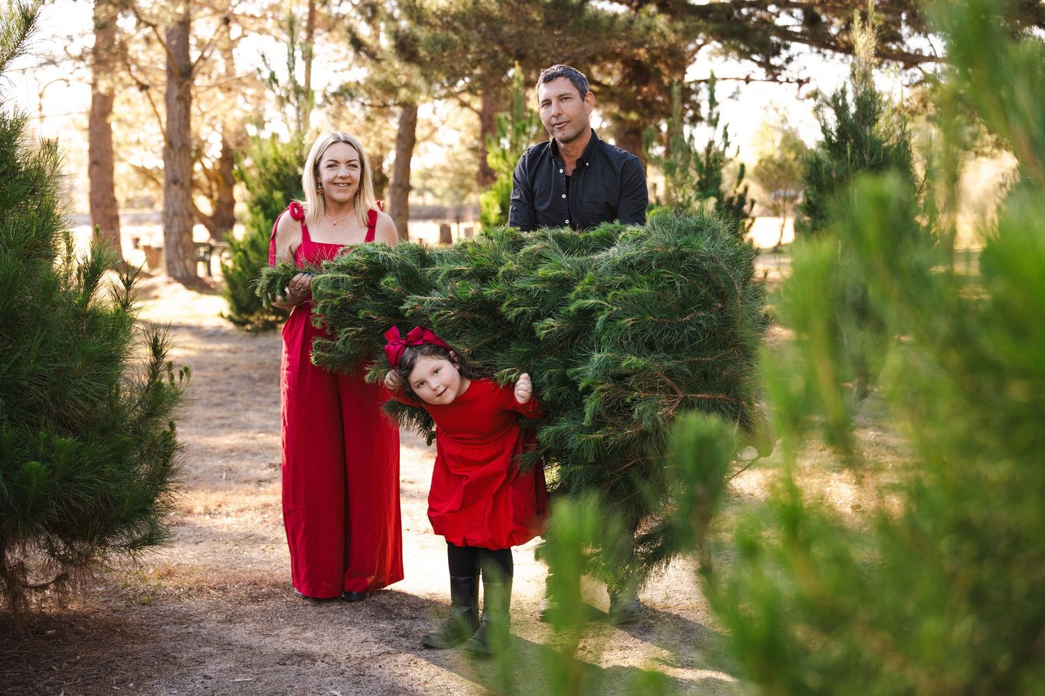 Evergreen trees line a pathway where people in red and black clothing gather during a winter photo session.