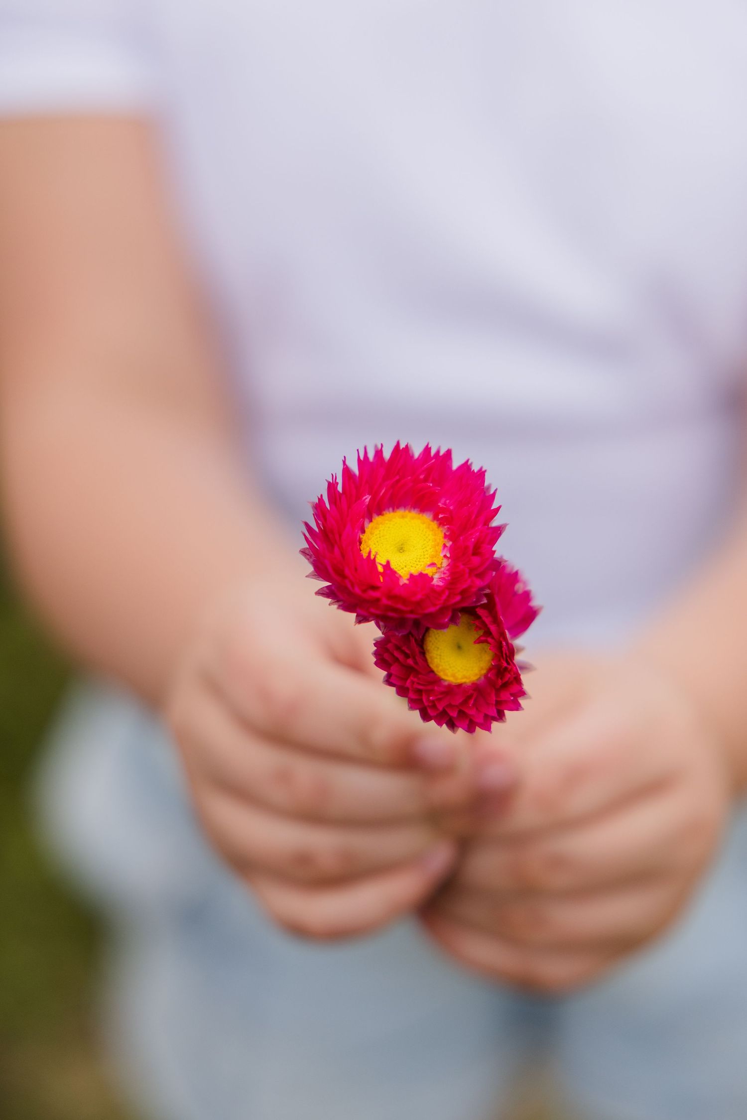 Child's hands holding two small pink and yellow everlasting daisy flowers outdoors.