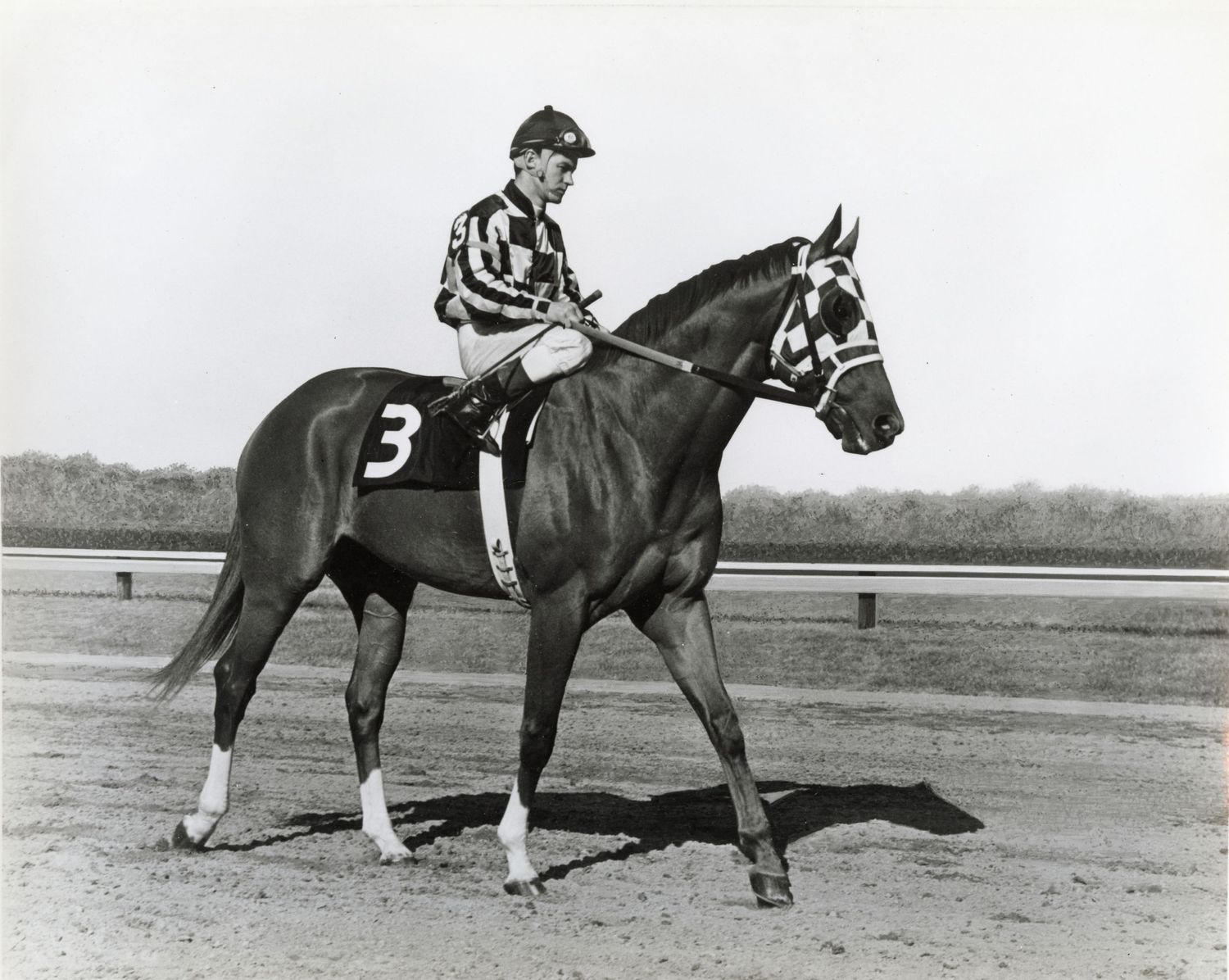 Triple Crown winner, Secretariat, at the Preakness Stakes held at Pimlico Race Track in Maryland.