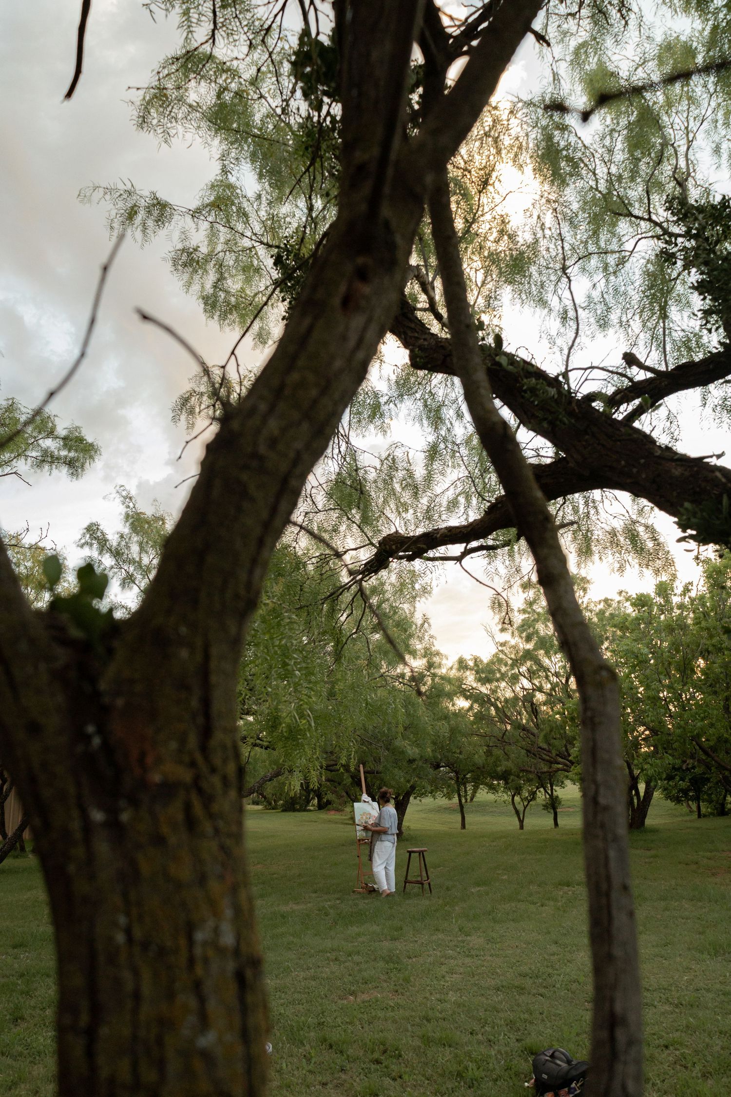 A couple stands in a lush green park at sunset, framed by the branches of a large tree.