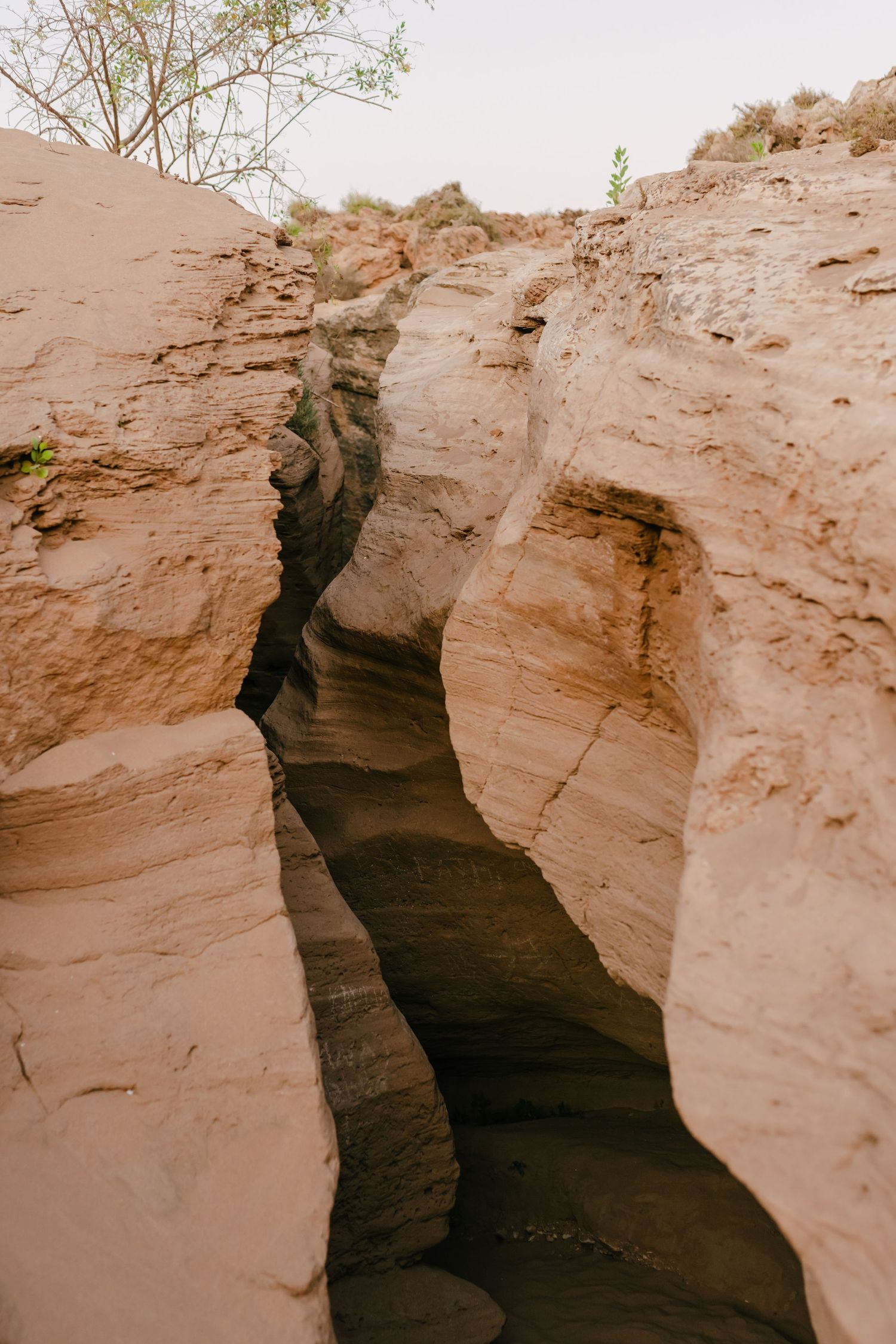 Narrow slot canyon with layered sandstone walls and lush green trees visible at the top.