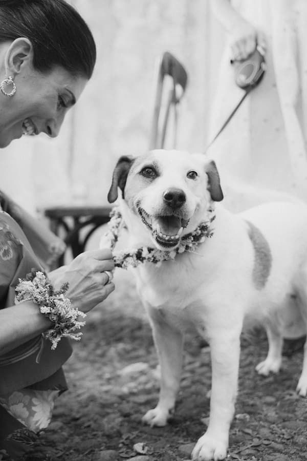 Black and white photo of a smiling woman adorning a happy dog with a floral garland at an outdoor wedding.