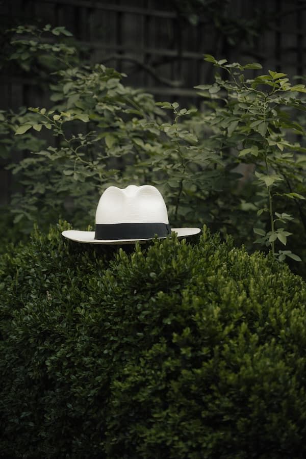 White fedora hat with black band resting on lush green hedge surrounded by leafy plants and wooden fence.