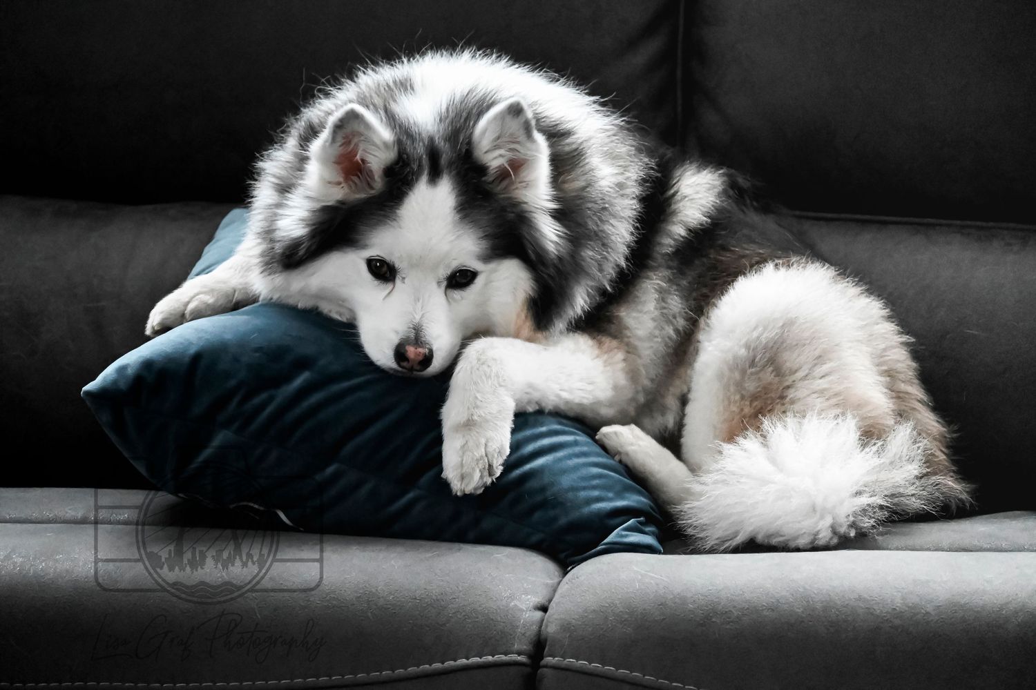 A St. Louis City photographer who focuses on Family Lifestyle and Pet Photography