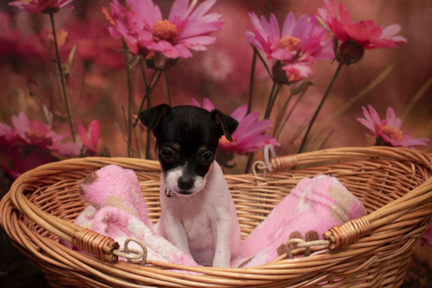 A St. Louis City photographer who focuses on Family Lifestyle and Pet Photography
