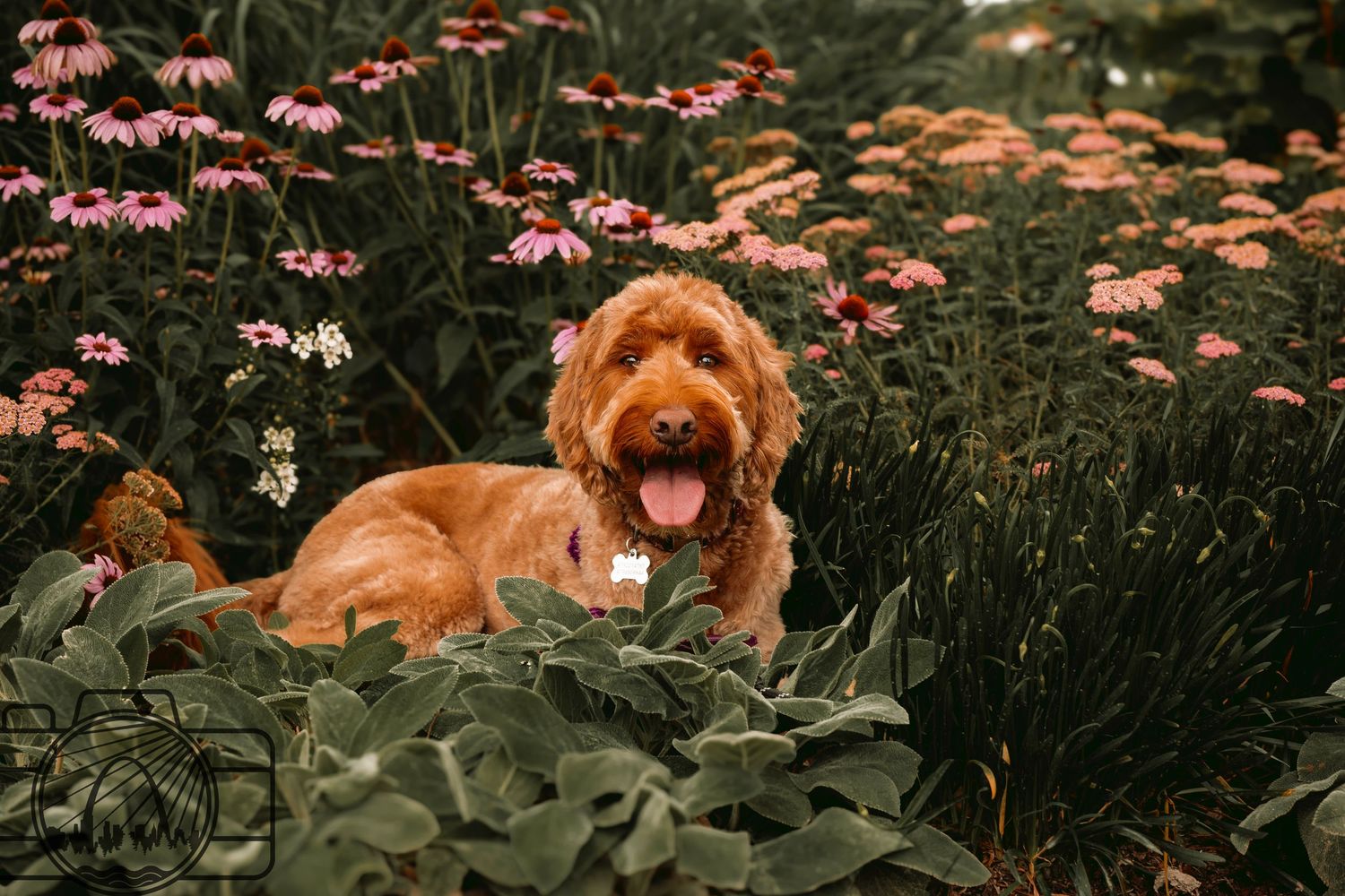 Lisa Graf Pet and Family Photography, freezing all family bonds and memories that last a lifetime.