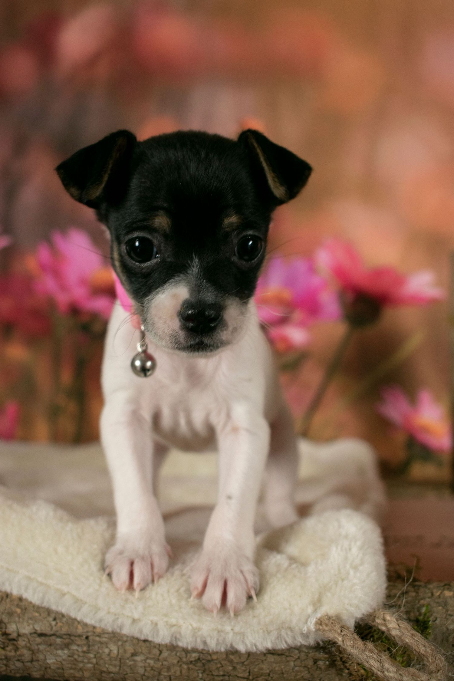 A St. Louis City photographer who focuses on Family Lifestyle and Pet Photography