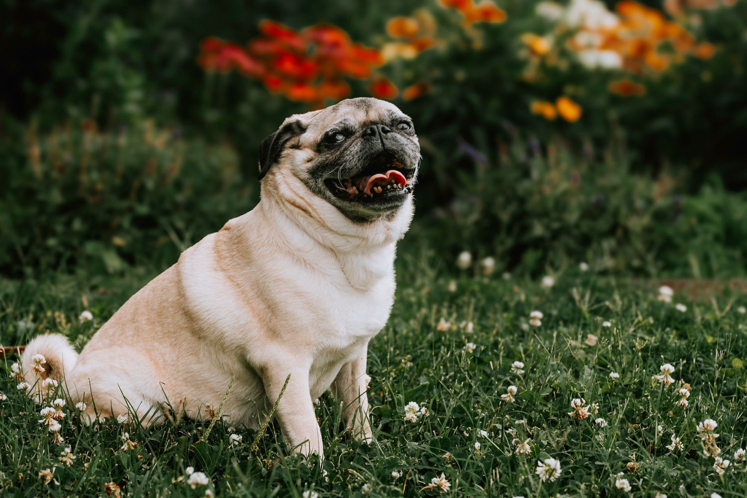 Lisa Graf Pet and Family Photography, freezing all family bonds and memories that last a lifetime.