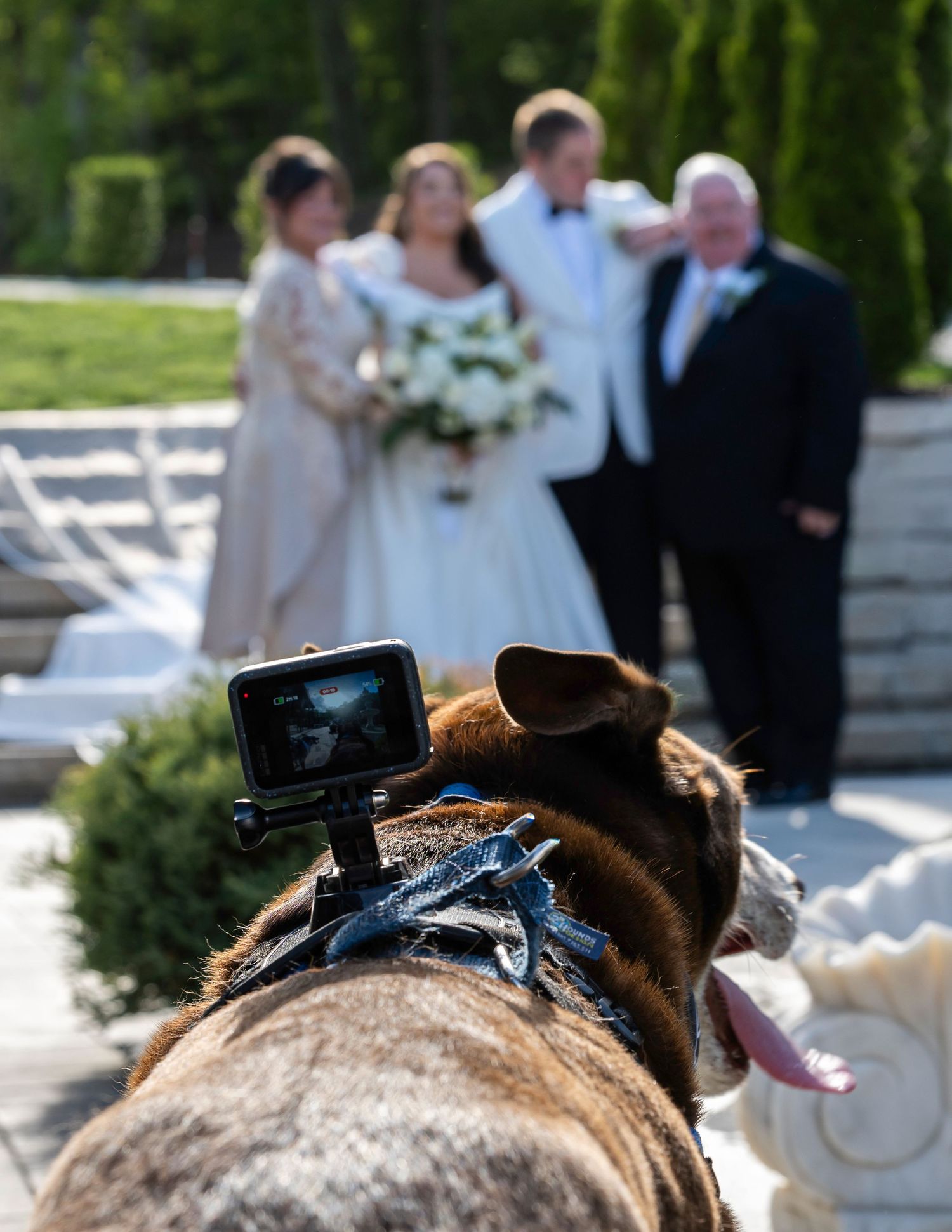 Fairytail petcare STL event. St. Louis, MO