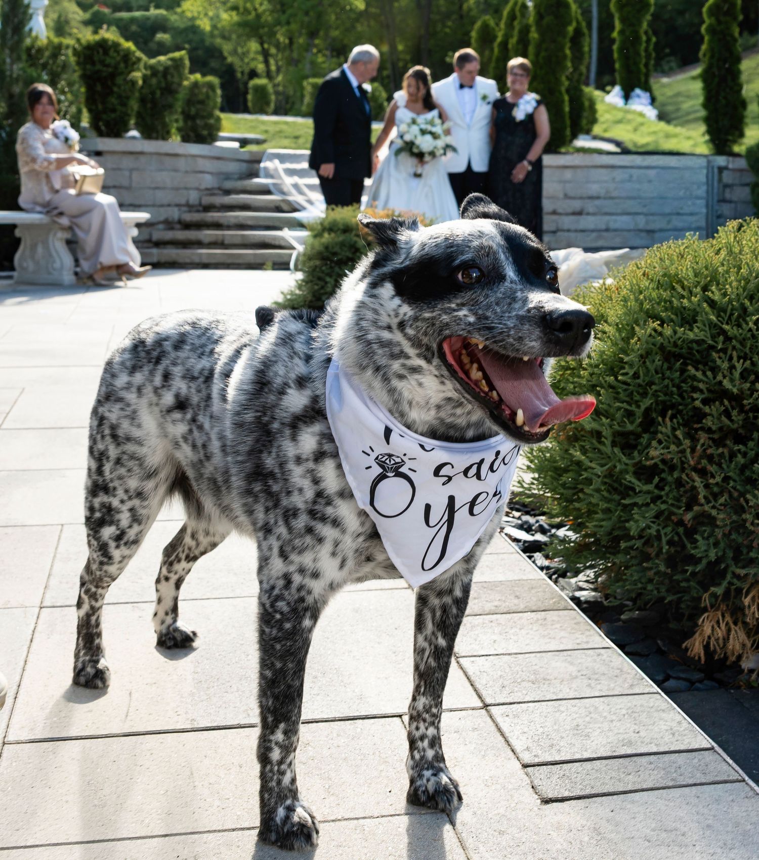 Fairytail petcare STL event. St. Louis, MO