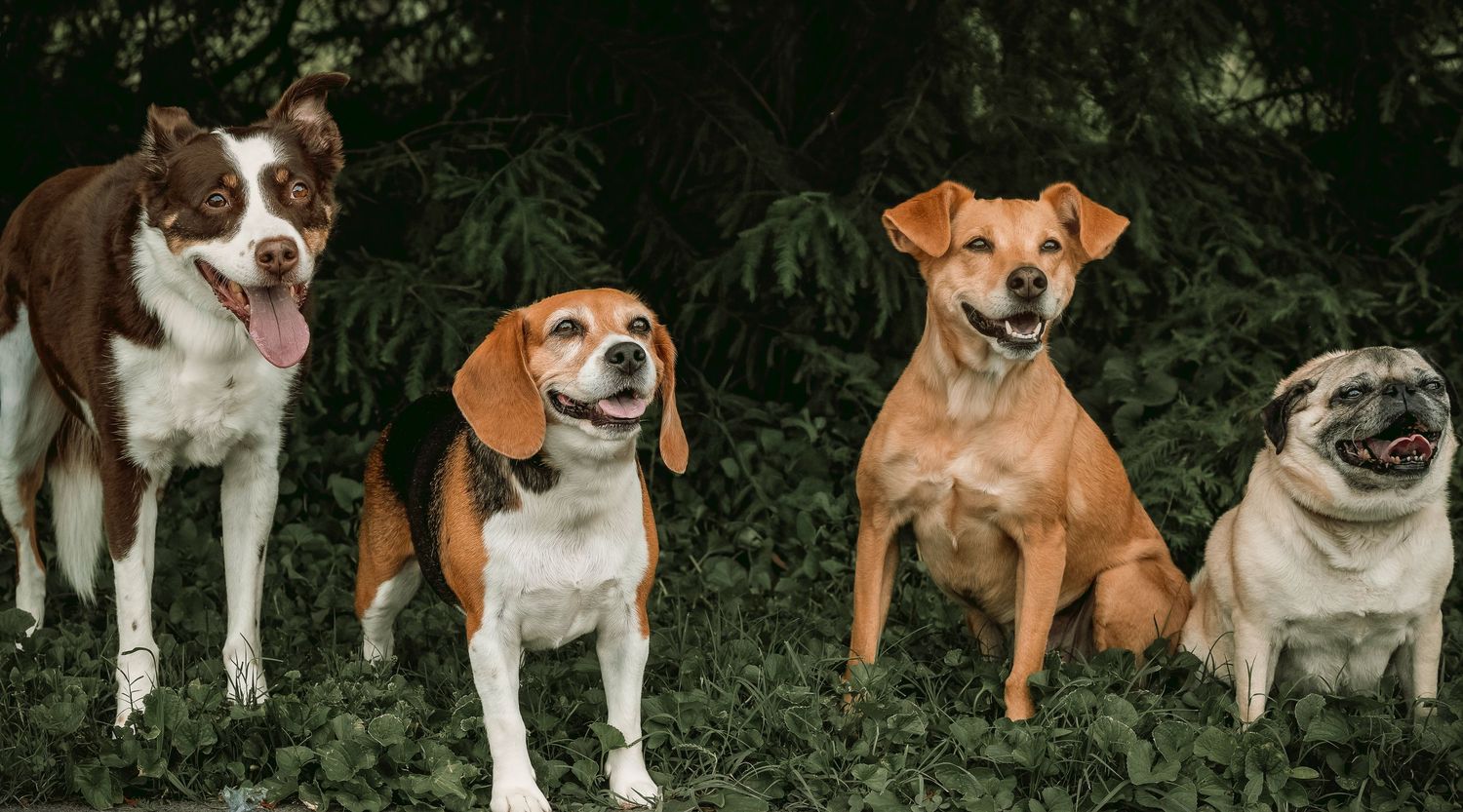 Lisa Graf Pet and Family Photography, freezing all family bonds and memories that last a lifetime.