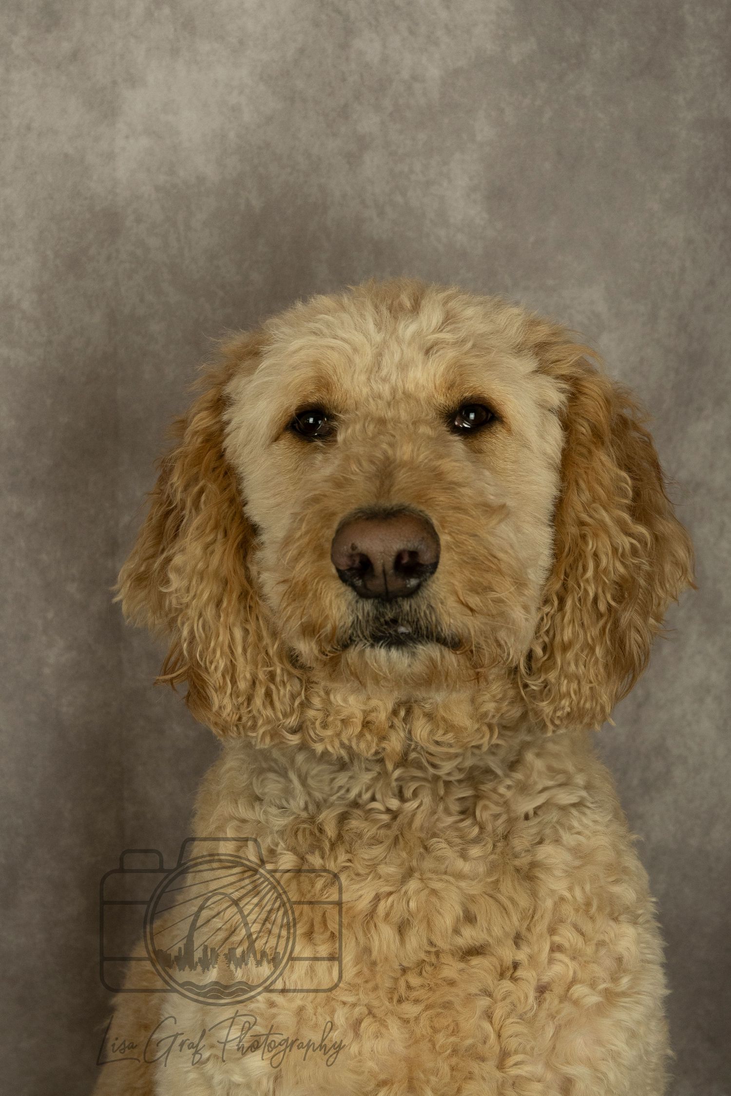 A St. Louis City photographer who focuses on Family Lifestyle and Pet Photography
