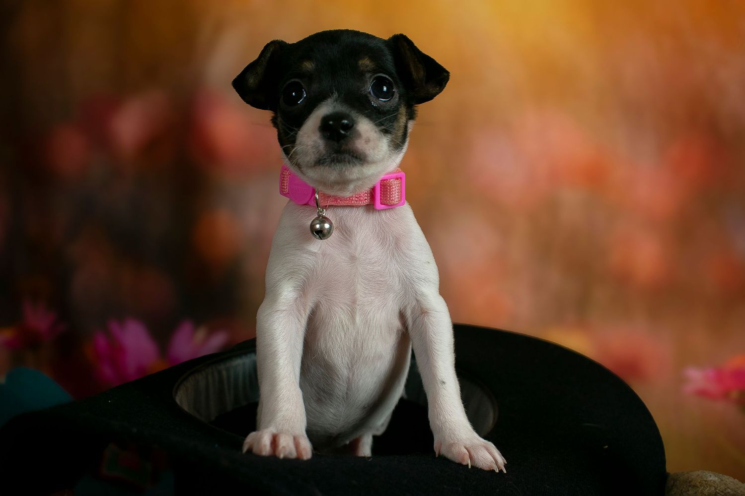 A St. Louis City photographer who focuses on Family Lifestyle and Pet Photography