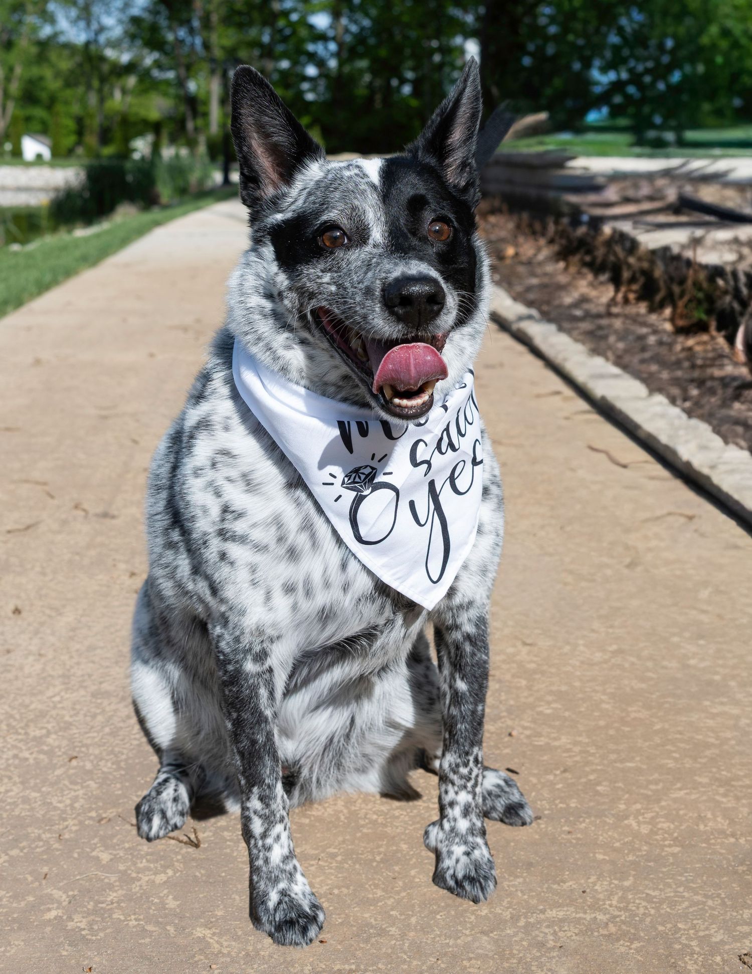 Fairytail petcare STL event. St. Louis, MO