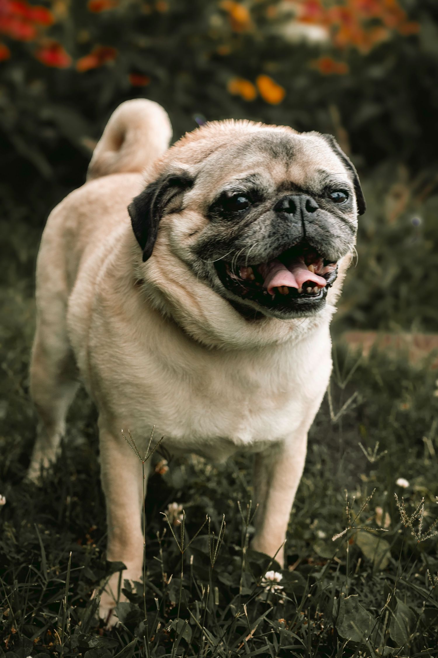 Lisa Graf Pet and Family Photography, freezing all family bonds and memories that last a lifetime.