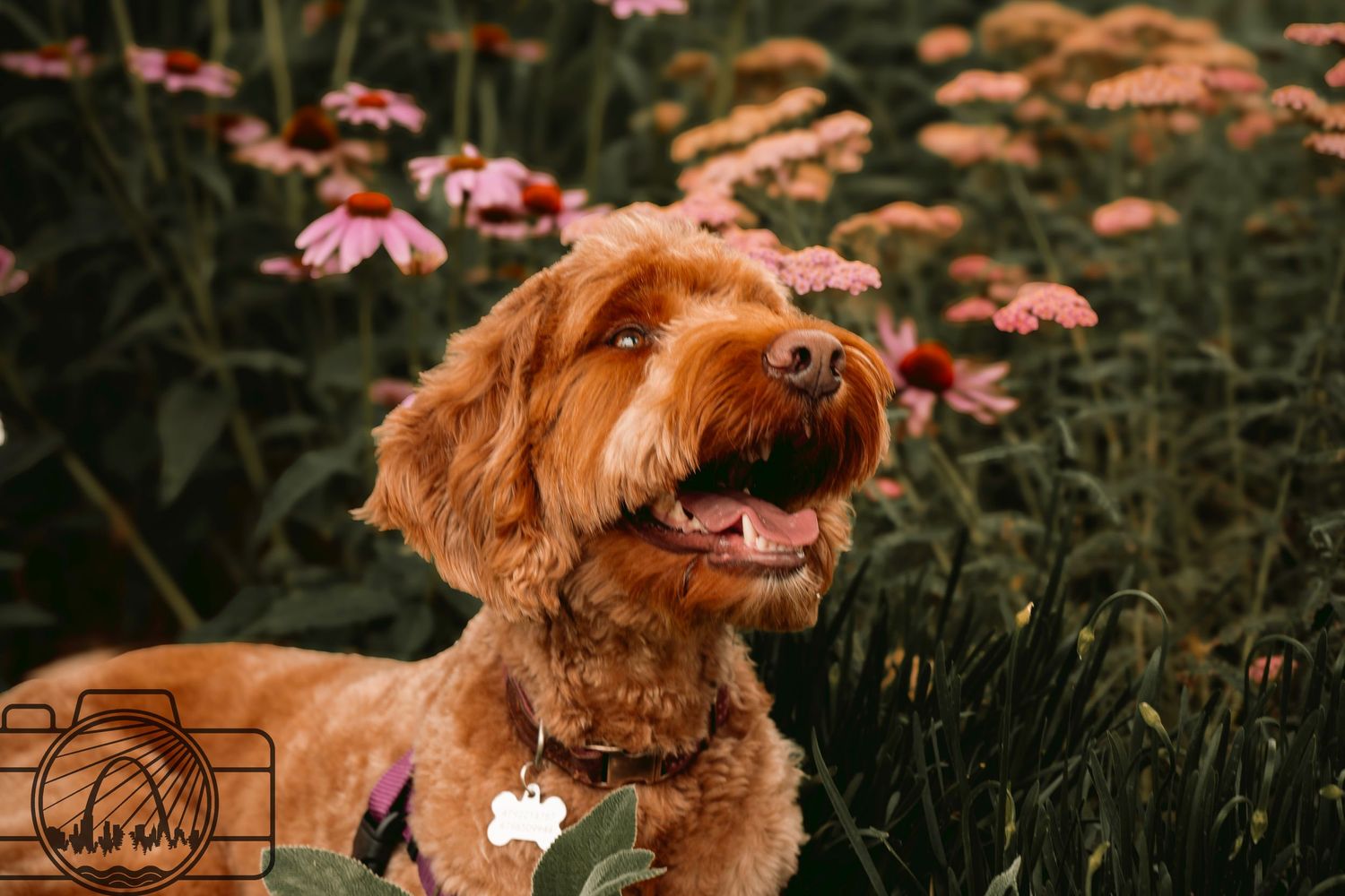 Lisa Graf Pet and Family Photography, freezing all family bonds and memories that last a lifetime.