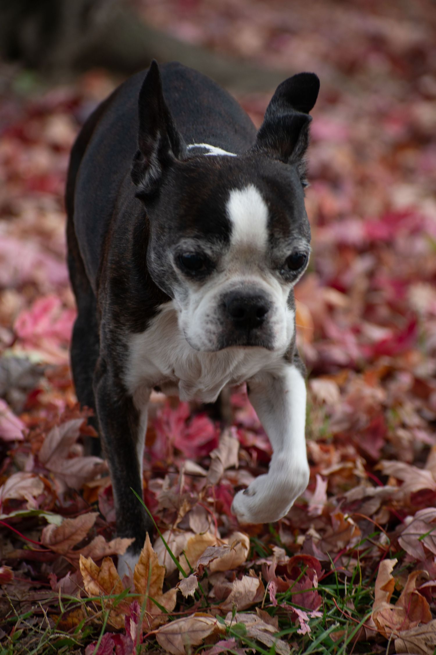 St. Louis lifestyle & pet photographer, Lisa Graf Photography in Forest Park