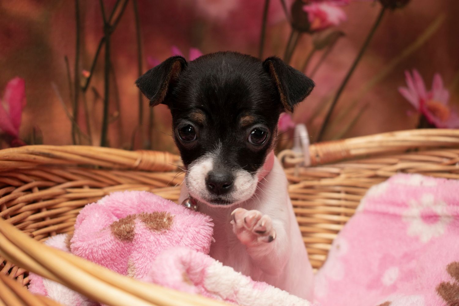 A St. Louis City photographer who focuses on Family Lifestyle and Pet Photography