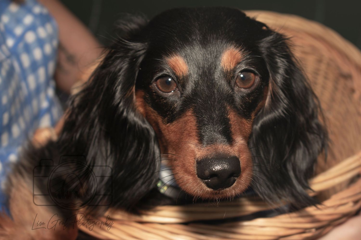 St. Louis pet photographer, Lisa Graf Photography in Forest Park