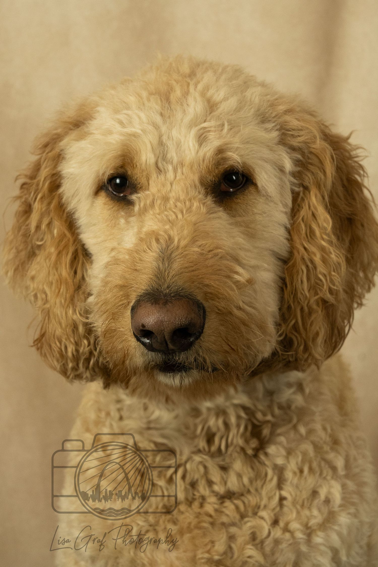 A St. Louis City photographer who focuses on Family Lifestyle and Pet Photography