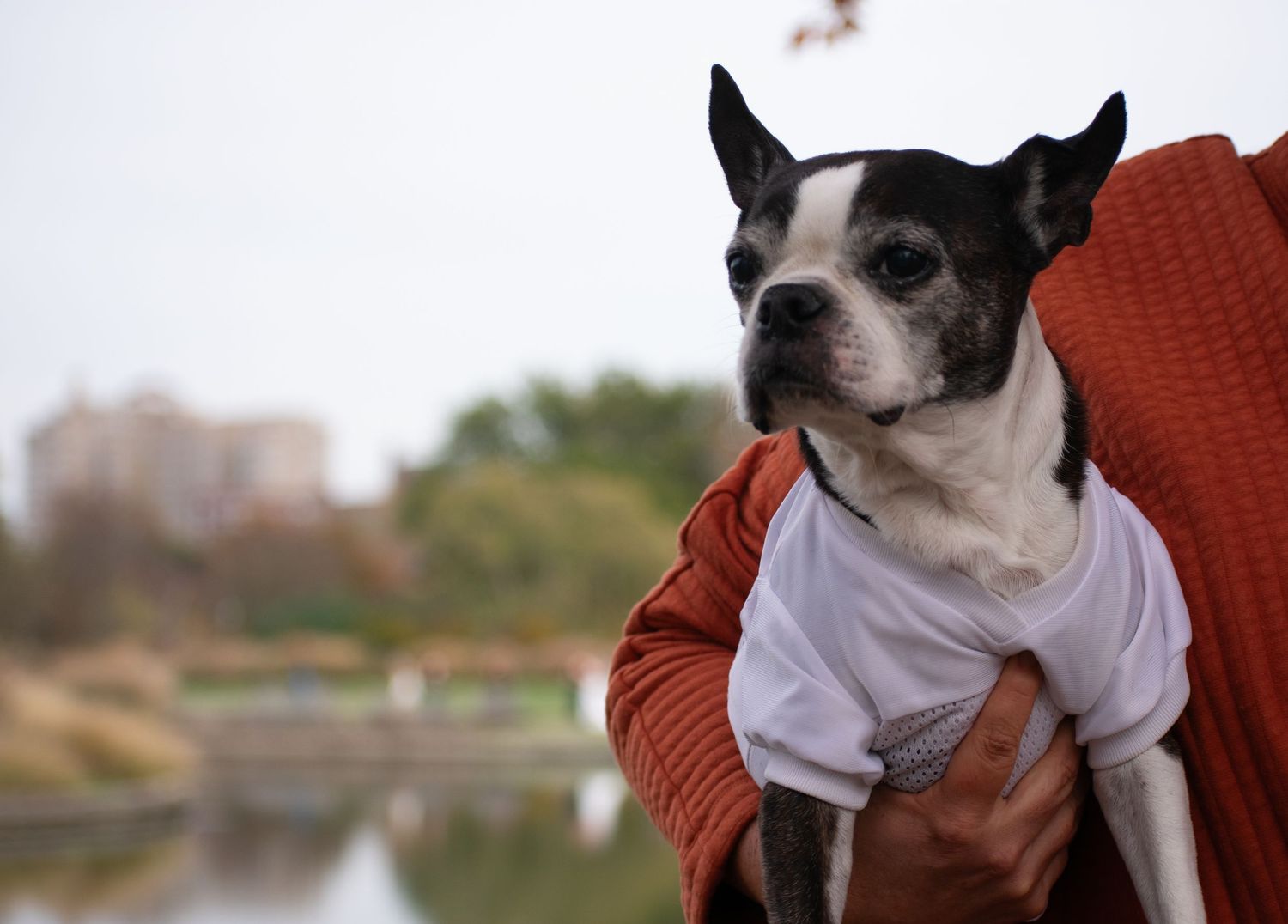 St. Louis lifestyle & pet photographer, Lisa Graf Photography in Forest Park