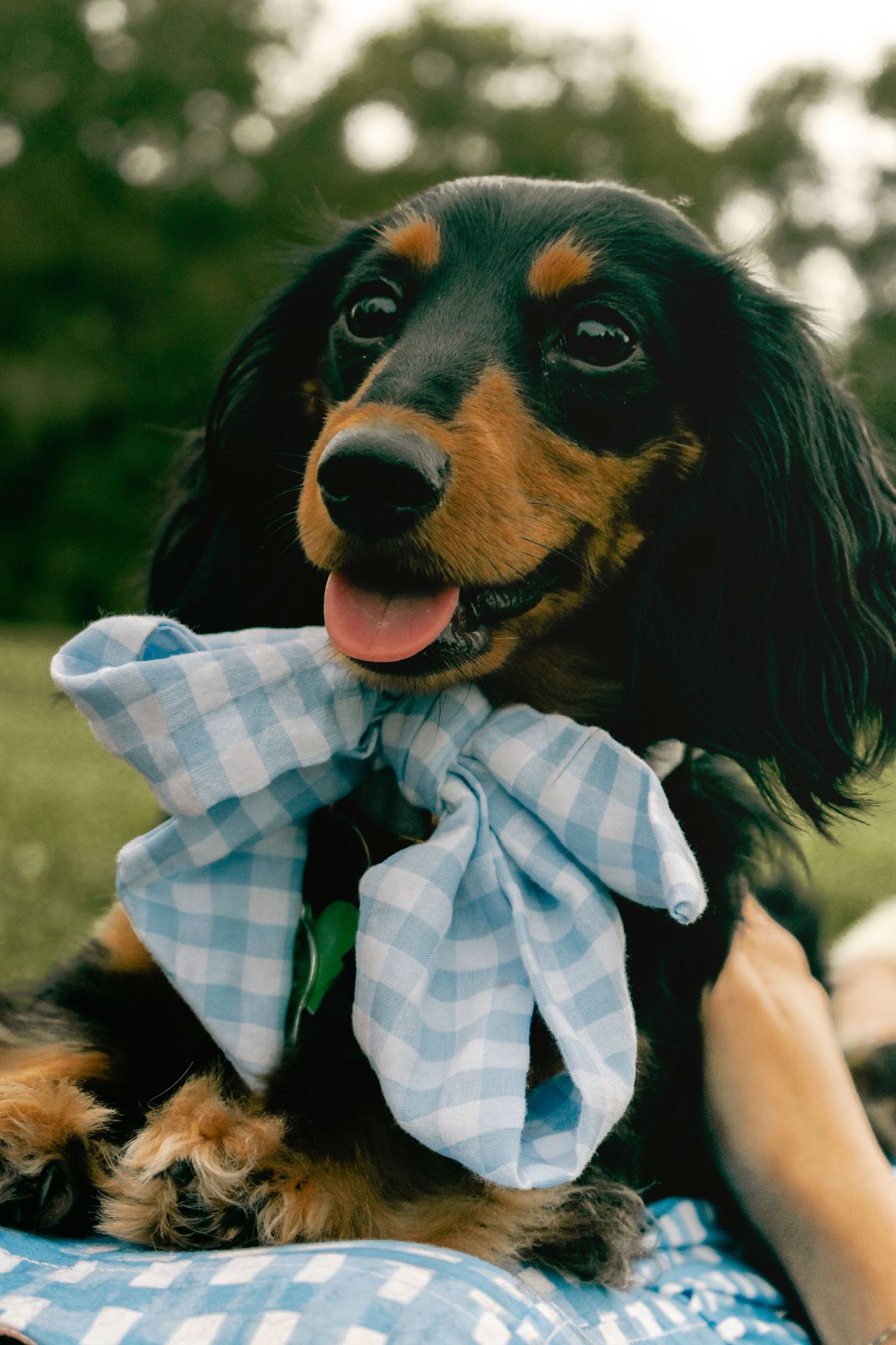 St. Louis pet photographer, Lisa Graf Photography in Forest Park