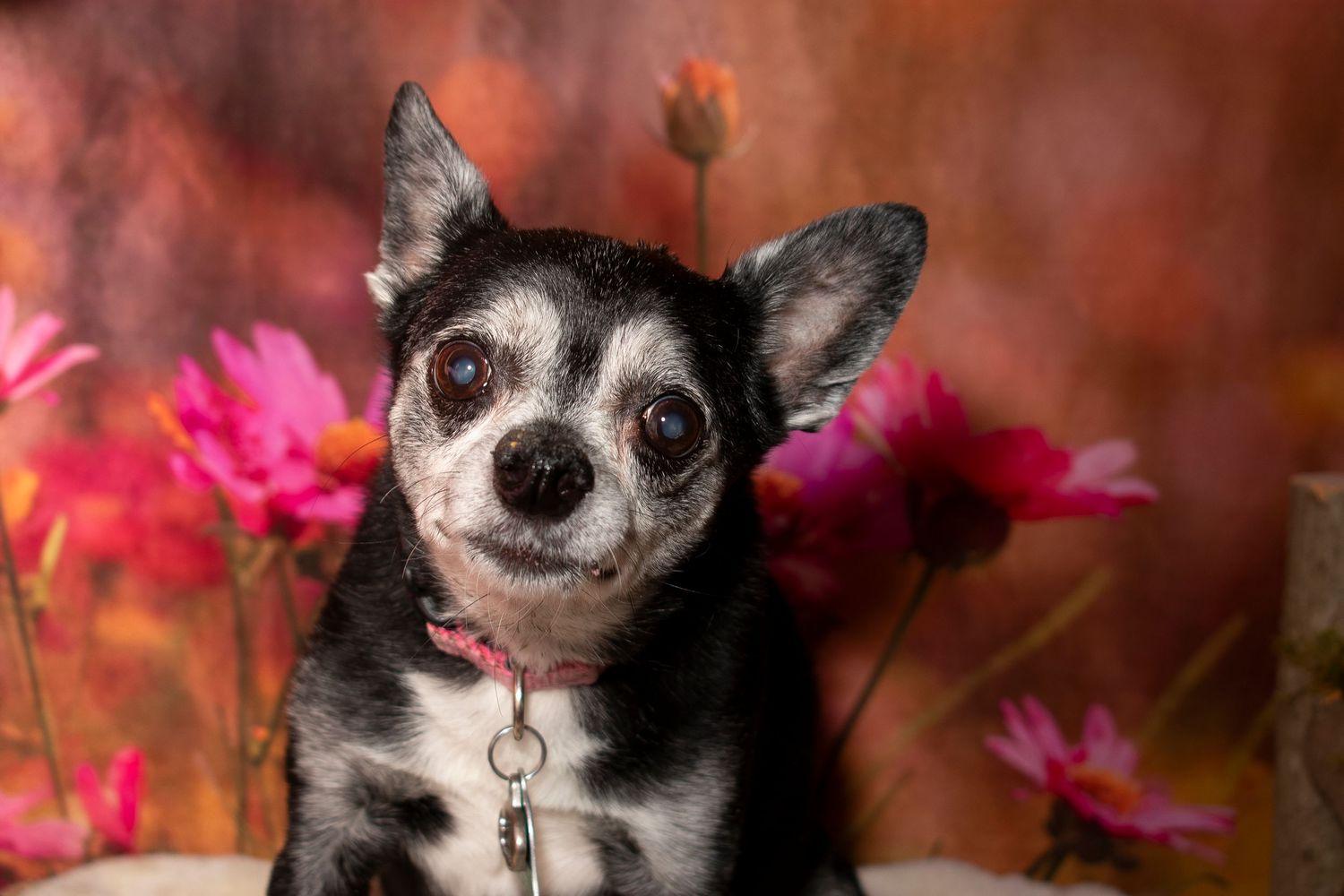 A St. Louis City photographer who focuses on Family Lifestyle and Pet Photography