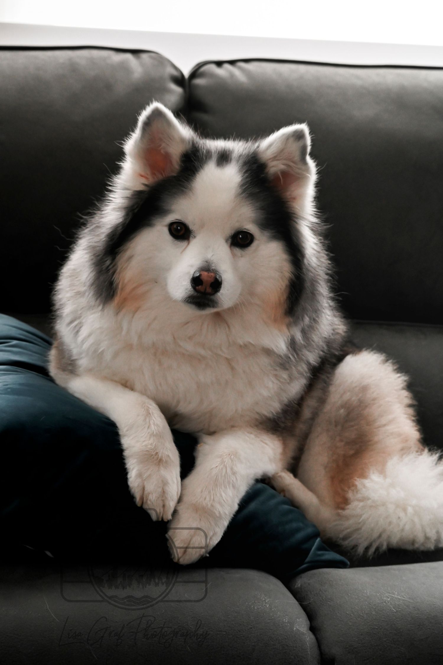 Pawtraits by Lisa Graf Photography