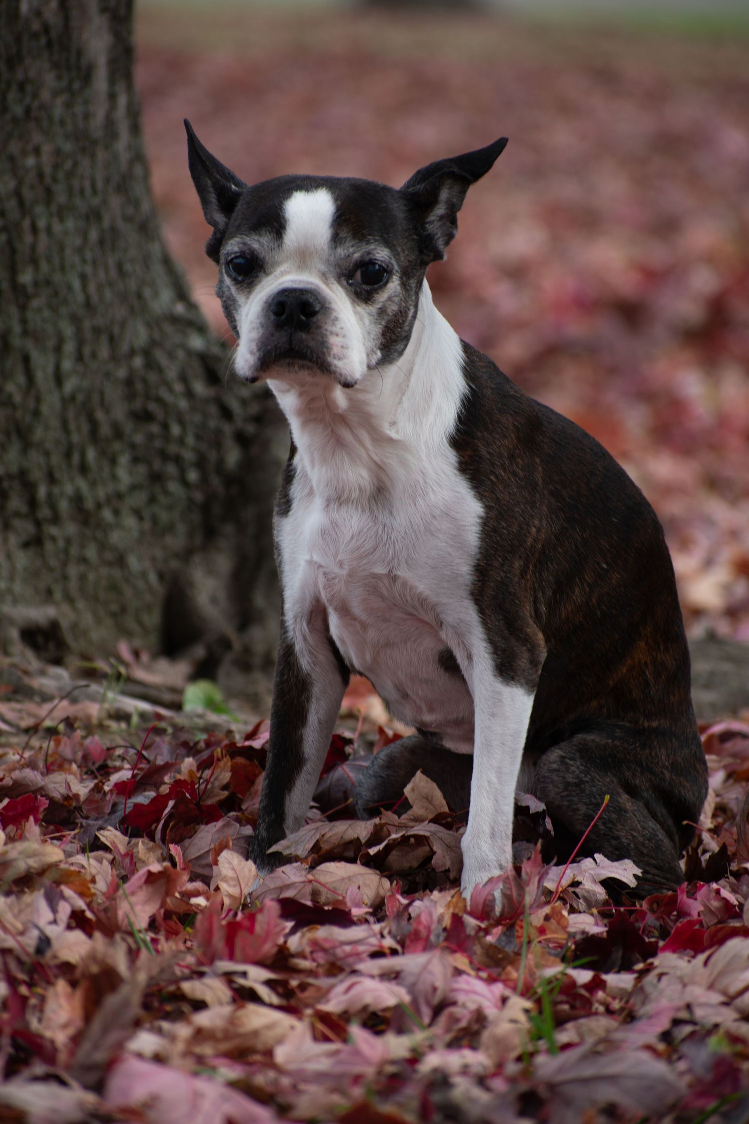 St. Louis lifestyle & pet photographer, Lisa Graf Photography in Forest Park