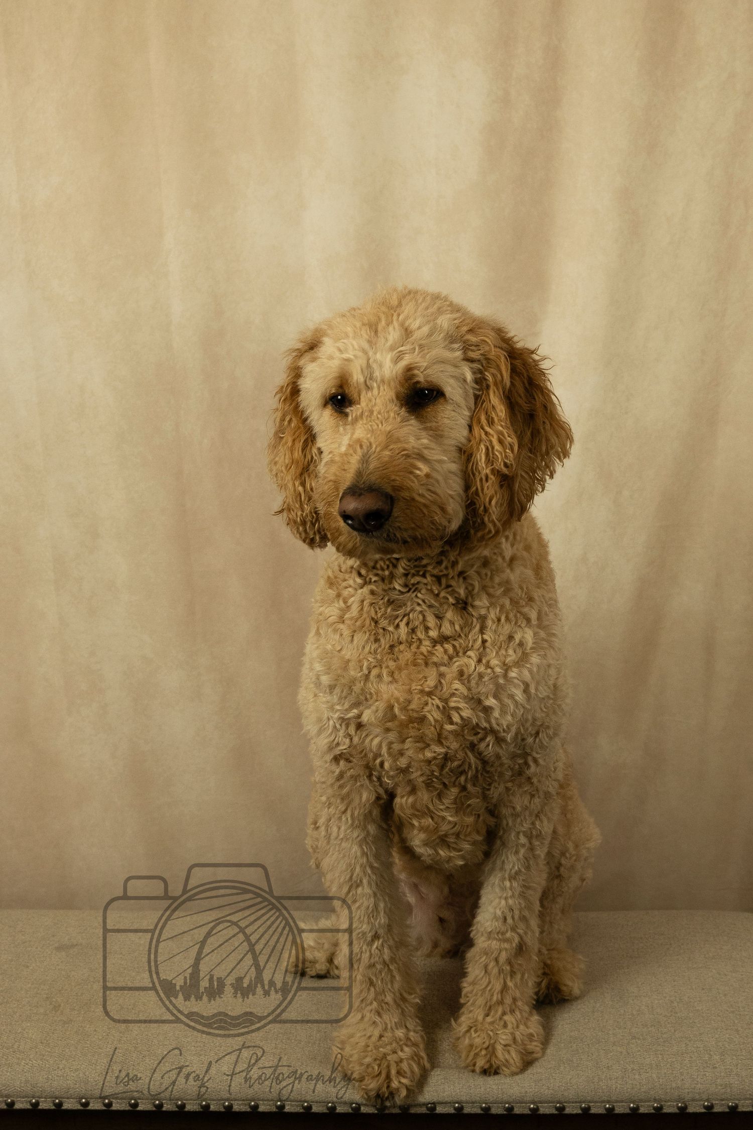 A St. Louis City photographer who focuses on Family Lifestyle and Pet Photography