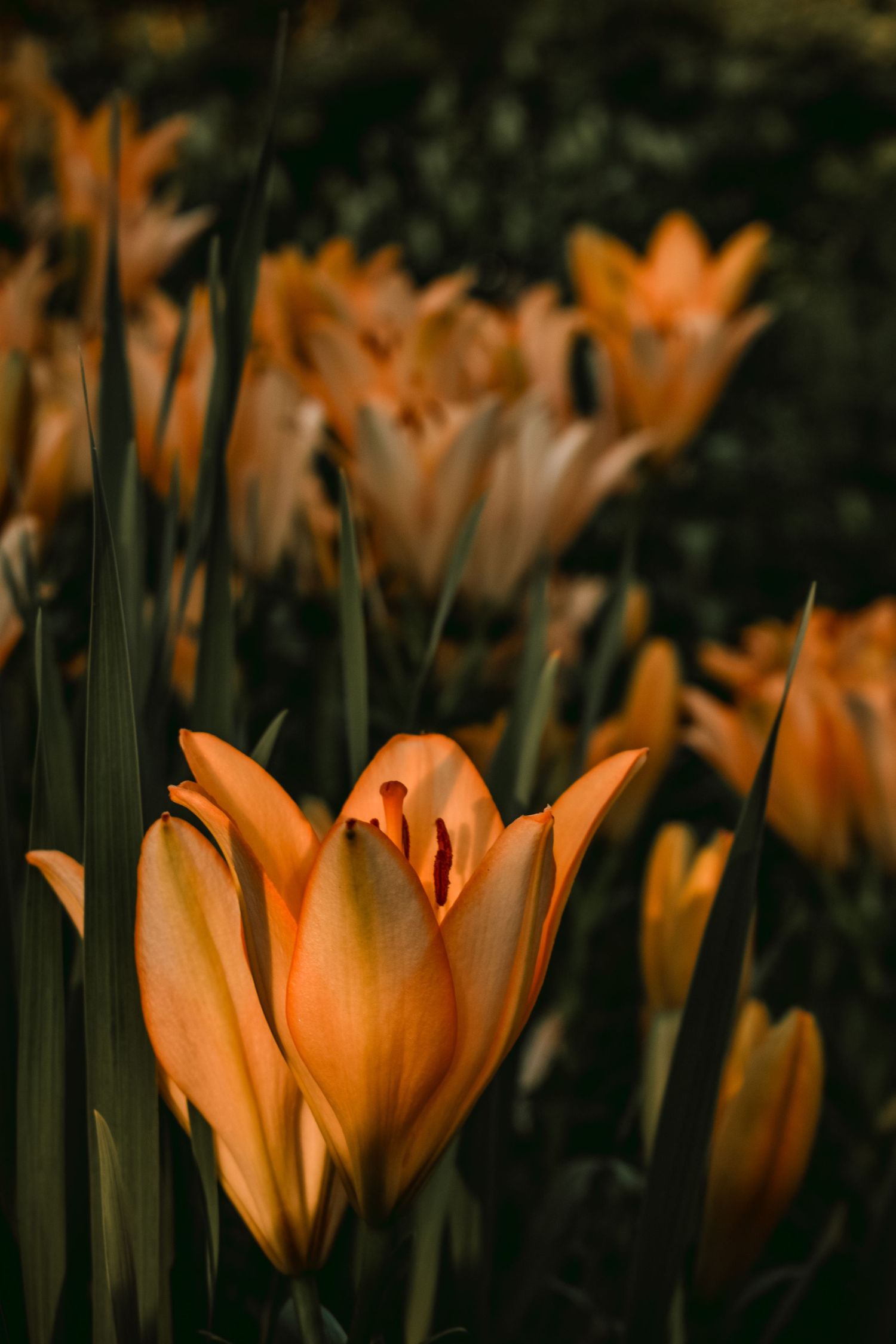 Lisa Graf Photography