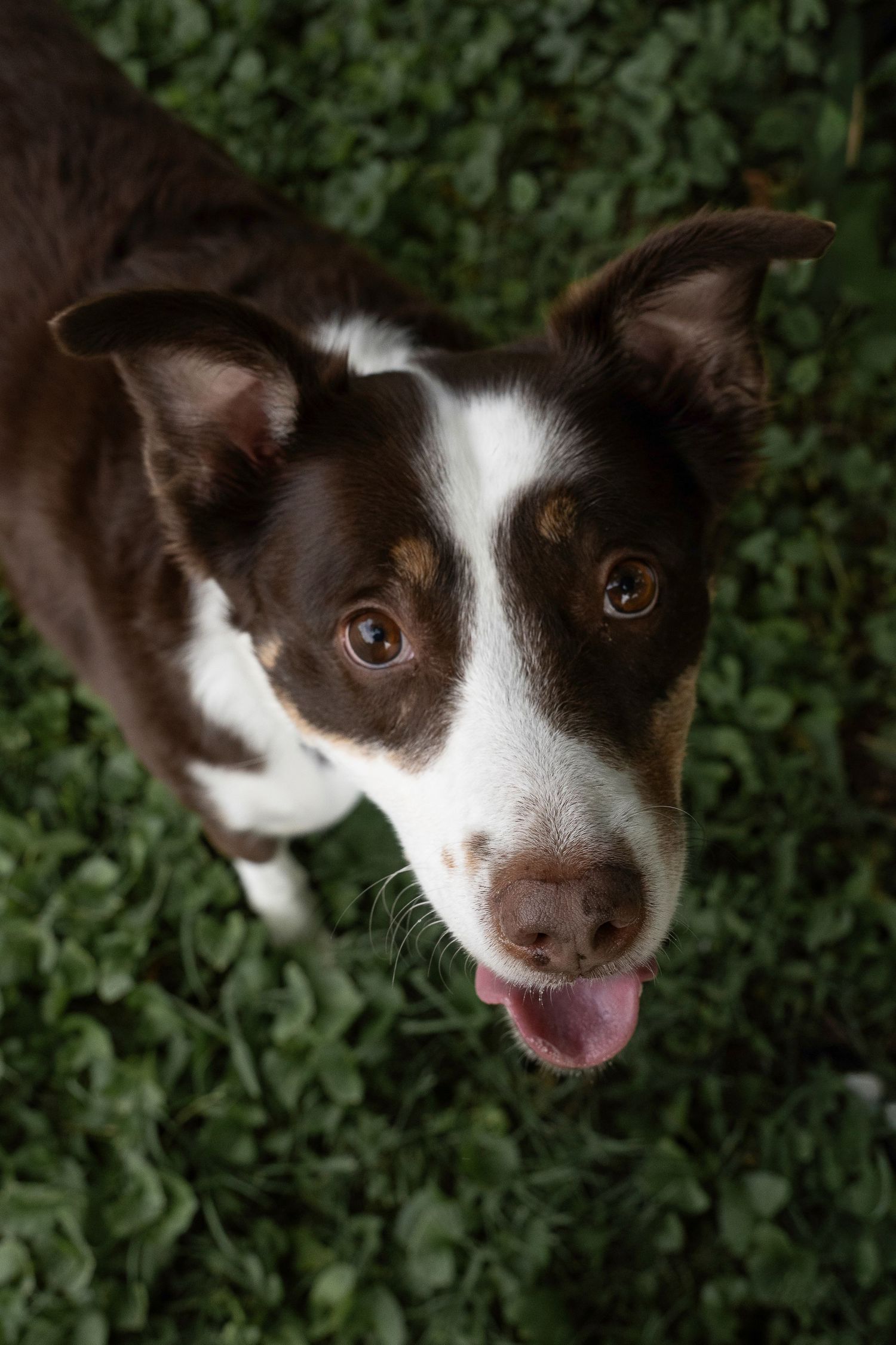 Lisa Graf Pet and Family Photography, freezing all family bonds and memories that last a lifetime.