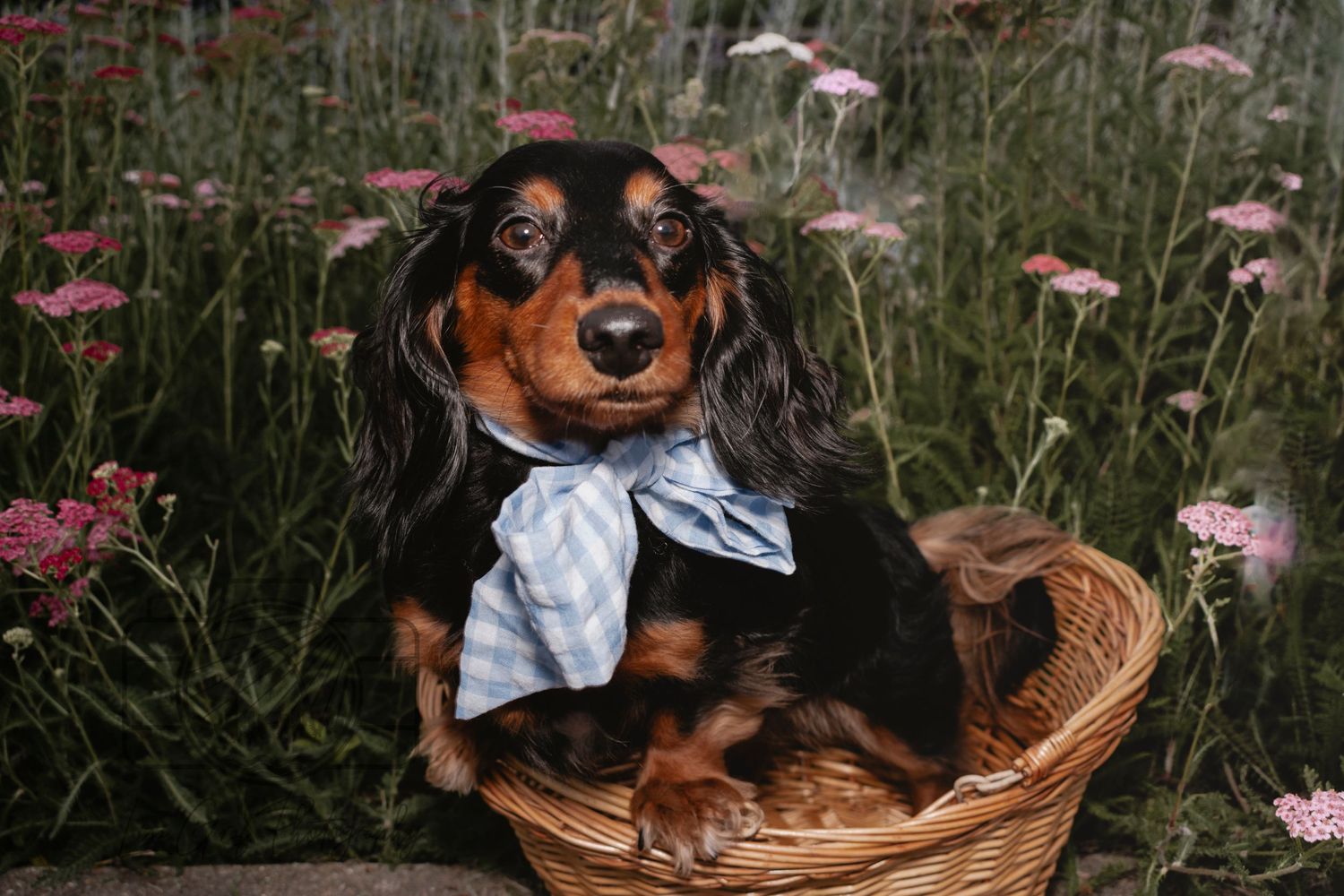 St. Louis pet photographer, Lisa Graf Photography in Forest Park