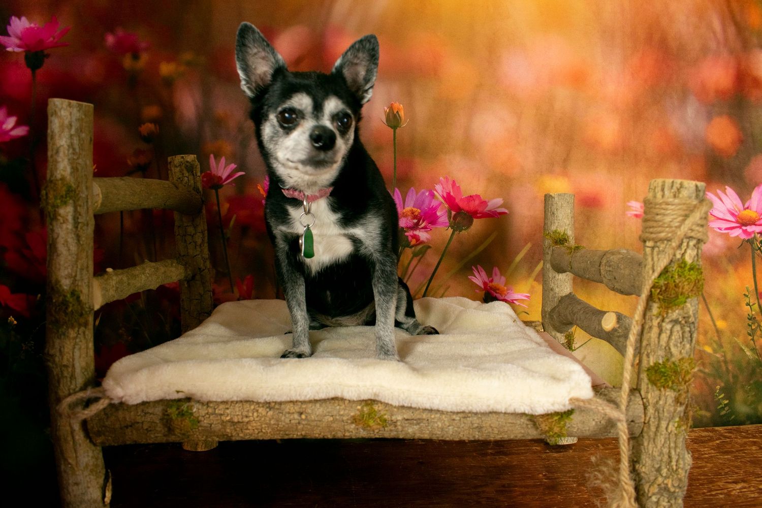 A St. Louis City photographer who focuses on Family Lifestyle and Pet Photography