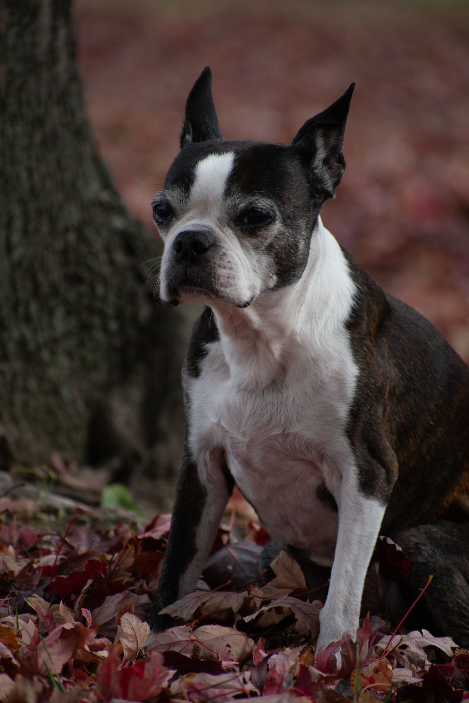 St. Louis lifestyle & pet photographer, Lisa Graf Photography in Forest Park